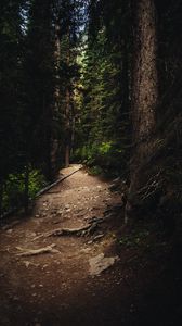 Preview wallpaper forest, path, spruce, trees