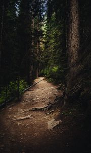 Preview wallpaper forest, path, spruce, trees
