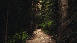 Preview wallpaper forest, path, spruce, trees