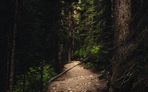 Preview wallpaper forest, path, spruce, trees