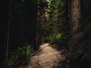Preview wallpaper forest, path, spruce, trees