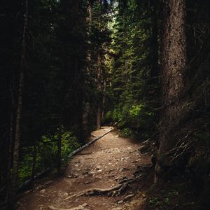 Preview wallpaper forest, path, spruce, trees