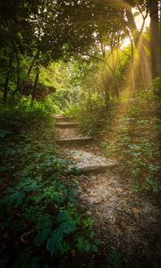 Preview wallpaper forest, path, stairs, sunlight, trees