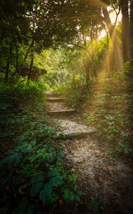 Preview wallpaper forest, path, stairs, sunlight, trees