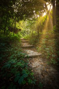 Preview wallpaper forest, path, stairs, sunlight, trees