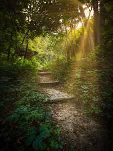 Preview wallpaper forest, path, stairs, sunlight, trees