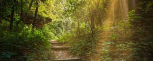 Preview wallpaper forest, path, stairs, sunlight, trees