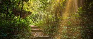 Preview wallpaper forest, path, stairs, sunlight, trees