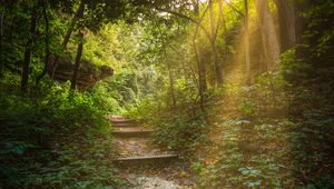 Preview wallpaper forest, path, stairs, sunlight, trees