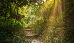 Preview wallpaper forest, path, stairs, sunlight, trees