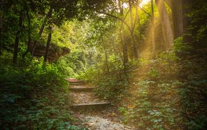 Preview wallpaper forest, path, stairs, sunlight, trees