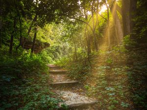 Preview wallpaper forest, path, stairs, sunlight, trees