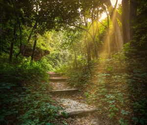 Preview wallpaper forest, path, stairs, sunlight, trees