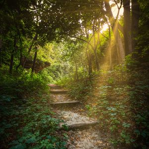 Preview wallpaper forest, path, stairs, sunlight, trees