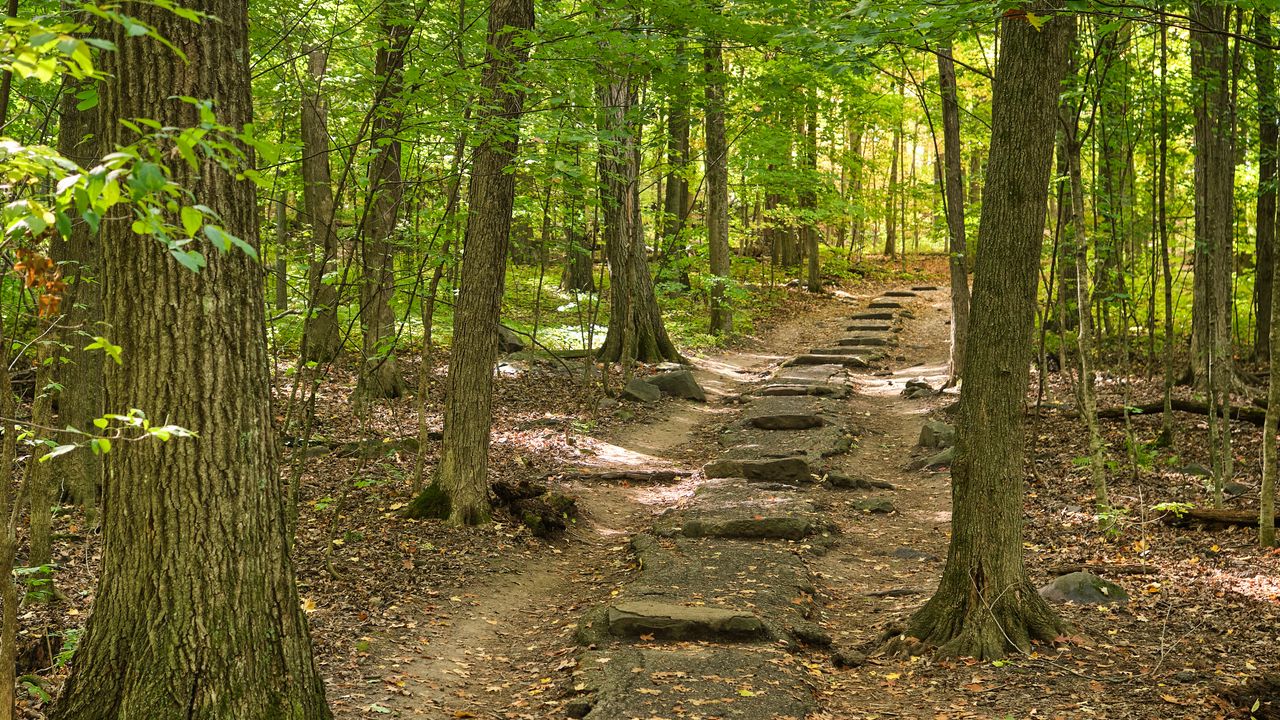 Wallpaper forest, path, steps, autumn, nature