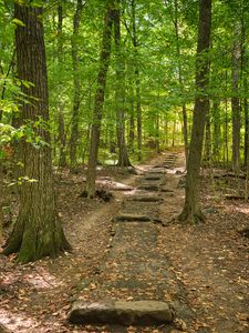 Preview wallpaper forest, path, steps, autumn, nature