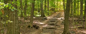 Preview wallpaper forest, path, steps, autumn, nature