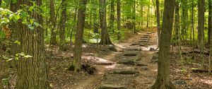 Preview wallpaper forest, path, steps, autumn, nature