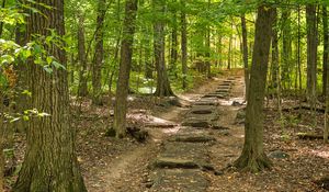 Preview wallpaper forest, path, steps, autumn, nature