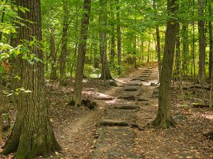 Preview wallpaper forest, path, steps, autumn, nature