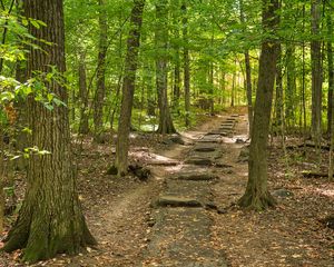 Preview wallpaper forest, path, steps, autumn, nature