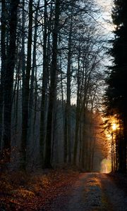 Preview wallpaper forest, path, sun, rays, evening