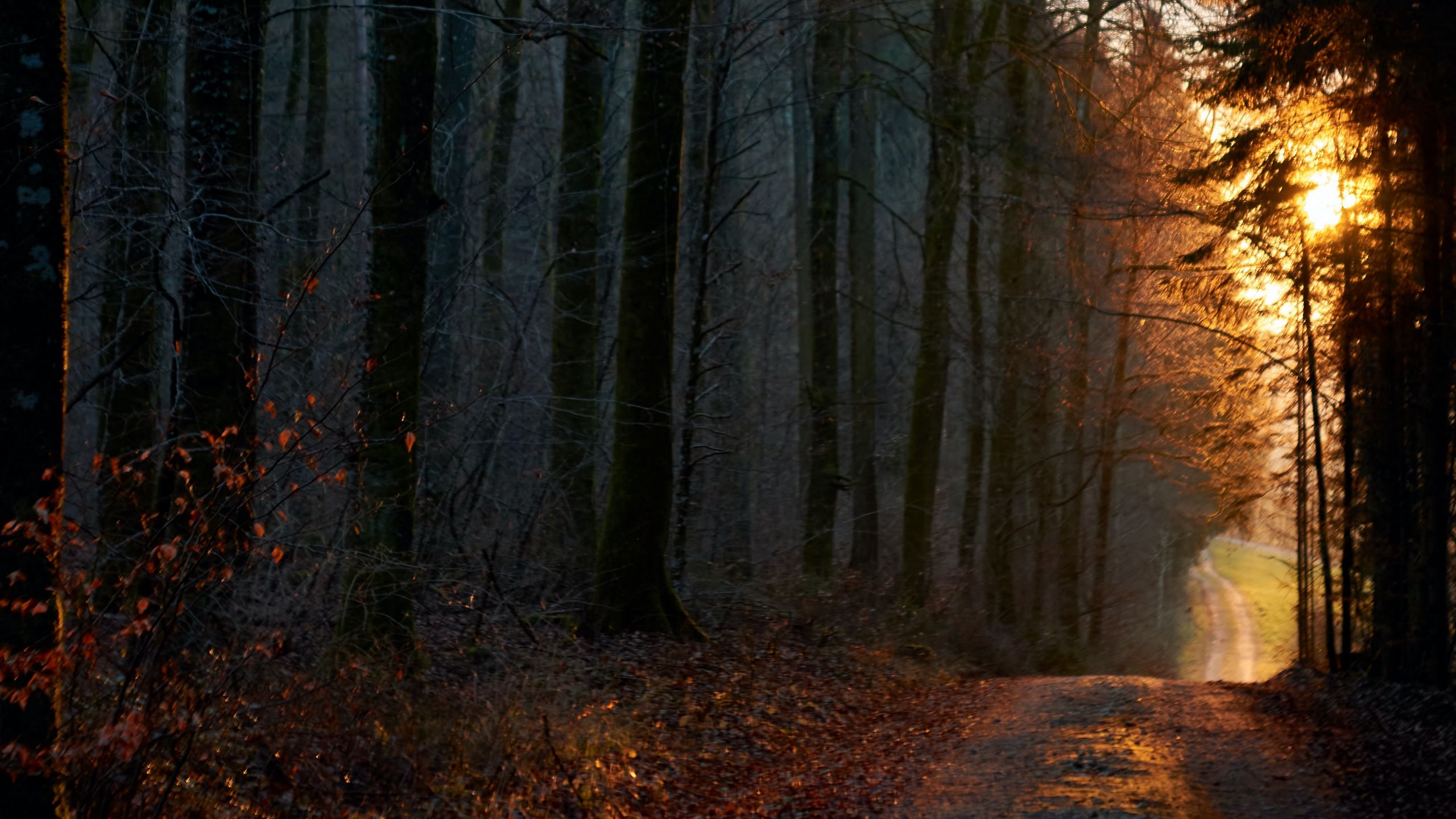 Download wallpaper 2560x1440 forest, path, sun, rays, evening