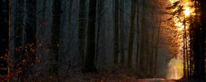 Preview wallpaper forest, path, sun, rays, evening