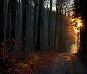 Preview wallpaper forest, path, sun, rays, evening