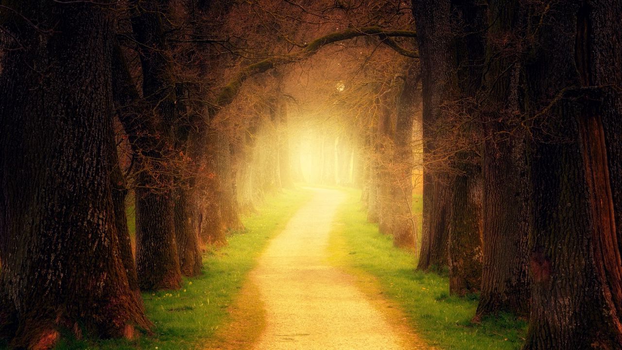 Wallpaper forest, path, sunlight