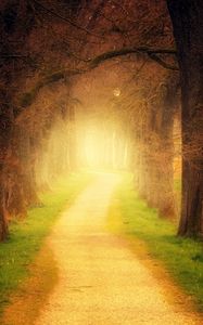 Preview wallpaper forest, path, sunlight