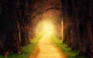 Preview wallpaper forest, path, sunlight