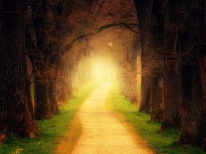 Preview wallpaper forest, path, sunlight