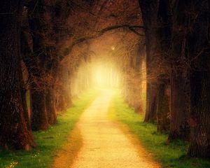 Preview wallpaper forest, path, sunlight