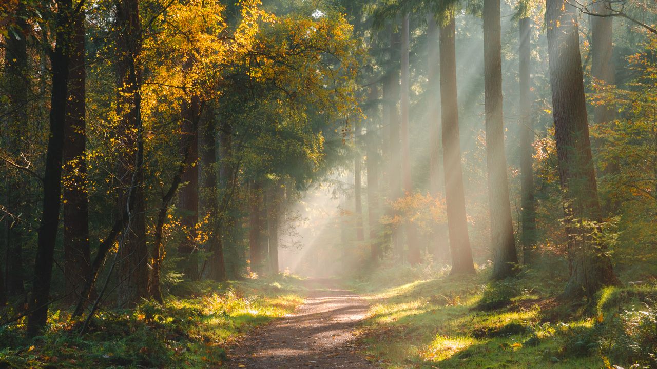 Wallpaper forest, path, sunlight, trees