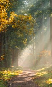 Preview wallpaper forest, path, sunlight, trees