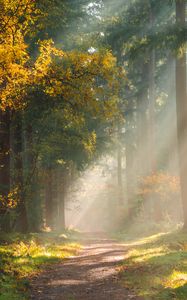 Preview wallpaper forest, path, sunlight, trees