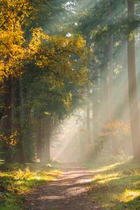 Preview wallpaper forest, path, sunlight, trees