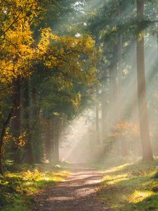 Preview wallpaper forest, path, sunlight, trees