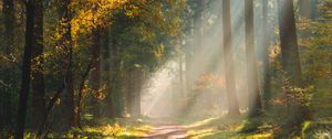 Preview wallpaper forest, path, sunlight, trees