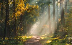 Preview wallpaper forest, path, sunlight, trees