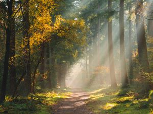 Preview wallpaper forest, path, sunlight, trees