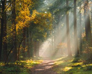 Preview wallpaper forest, path, sunlight, trees