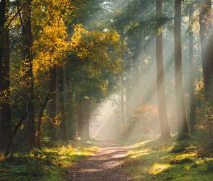 Preview wallpaper forest, path, sunlight, trees