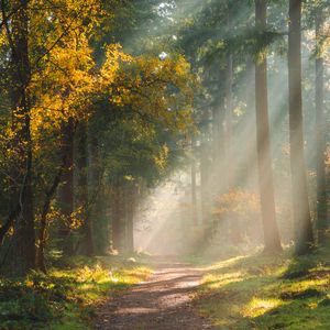 Preview wallpaper forest, path, sunlight, trees