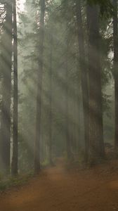 Preview wallpaper forest, path, trees, fog, nature, landscape