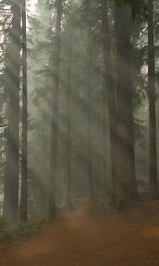 Preview wallpaper forest, path, trees, fog, nature, landscape