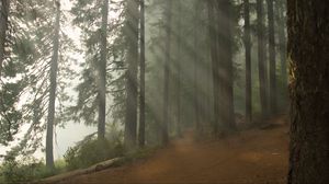 Preview wallpaper forest, path, trees, fog, nature, landscape