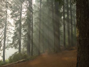 Preview wallpaper forest, path, trees, fog, nature, landscape