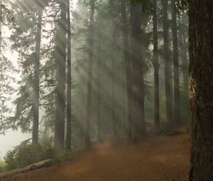 Preview wallpaper forest, path, trees, fog, nature, landscape